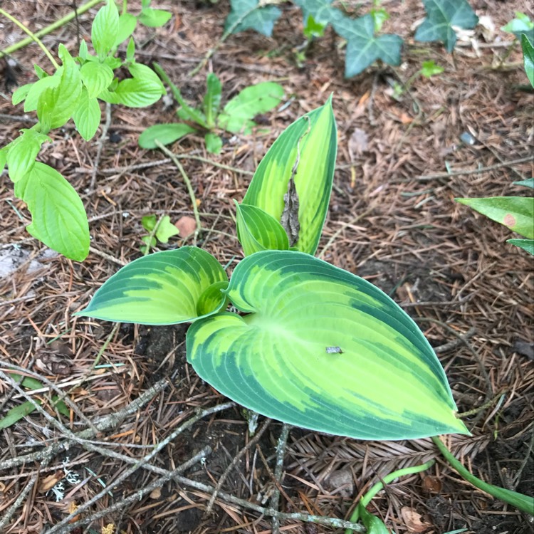 Plant image Hosta 'Gold Standard'