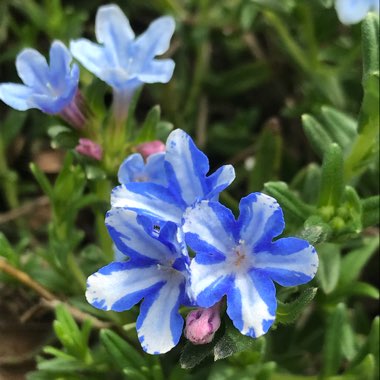 Lithodora diffusa