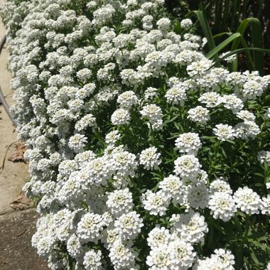 Iberis sempervirens 'Snow Cone'