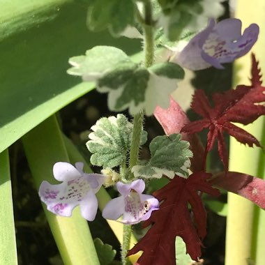 Glechoma Hederacea 'Variegata'