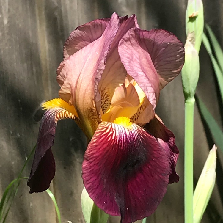 Plant image Iris x germanica 'Carnaby'