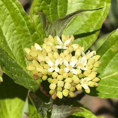 Cornus sericea