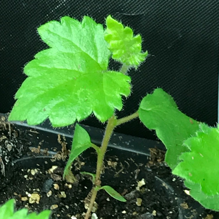 Plant image Betula papyrifera