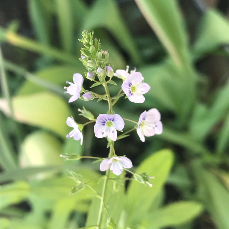 Plant image Veronica gentianoides