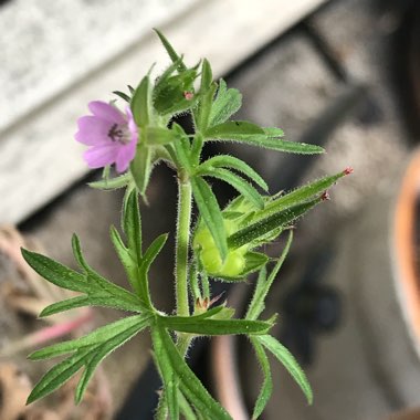 Geranium dissectum