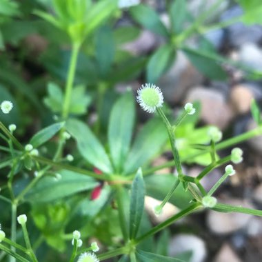 Galium odoratum syn. Asperula odorata