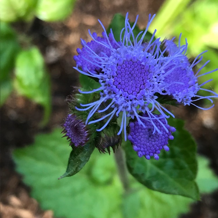 Plant image Ageratum houstonianum 'Blue Mink'