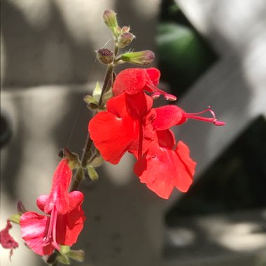 Salvia elegans 'Pineapple Sage'