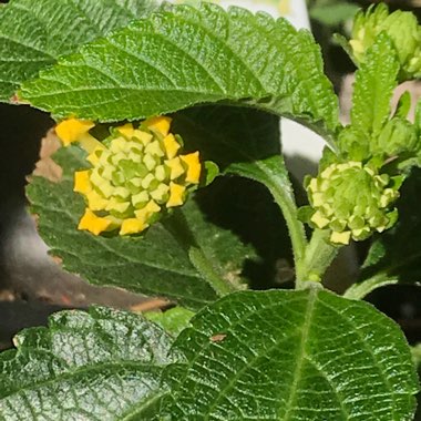 Lantana camara