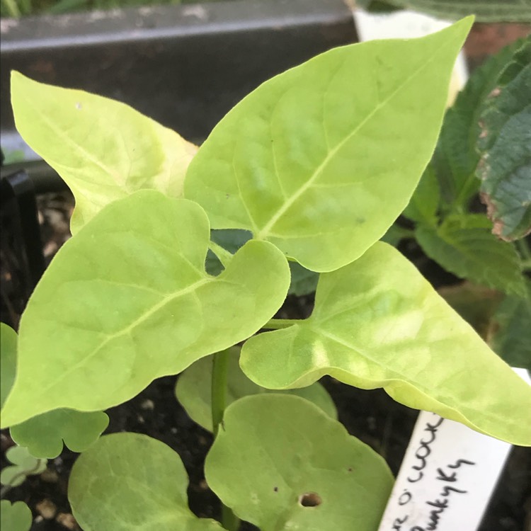 Plant image Mirabilis jalapa