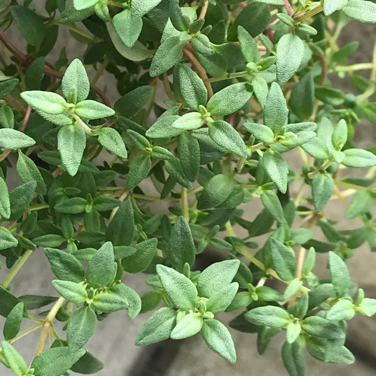 Plant image Thymus Vulgaris 'German'