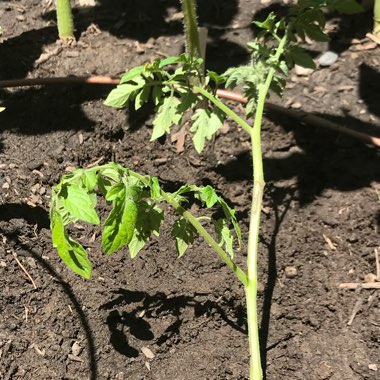 Solanum Lycopersicum var. cerasiforme 'Sweet Million'