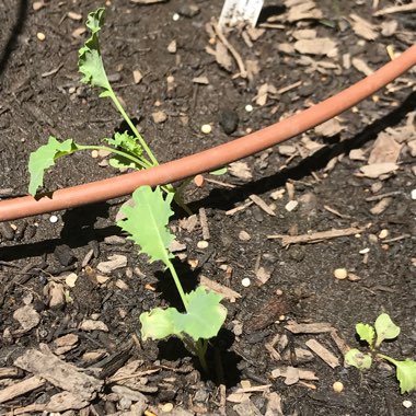 Brassica oleracea (Acephala Group)