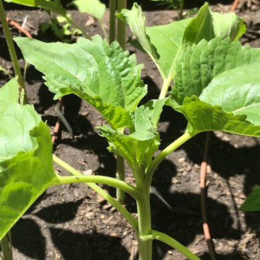 Helianthus annuus