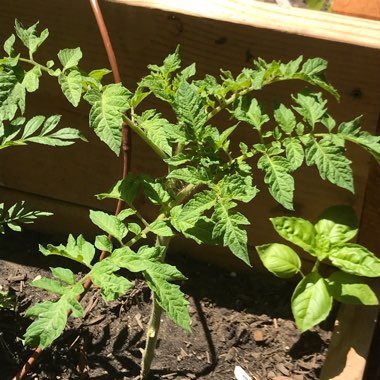 Solanum Lycopersicum 'Purple Cherokee'