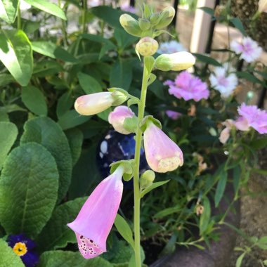 Digitalis