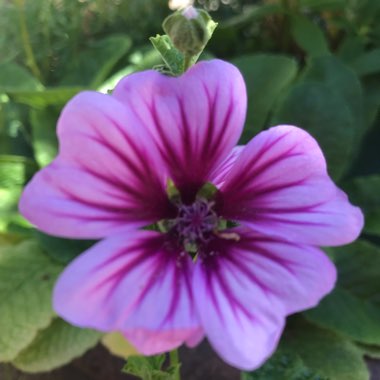 Malva Sylvestris 'Zebrina' syn. Alcea rosea 'Zebrina'