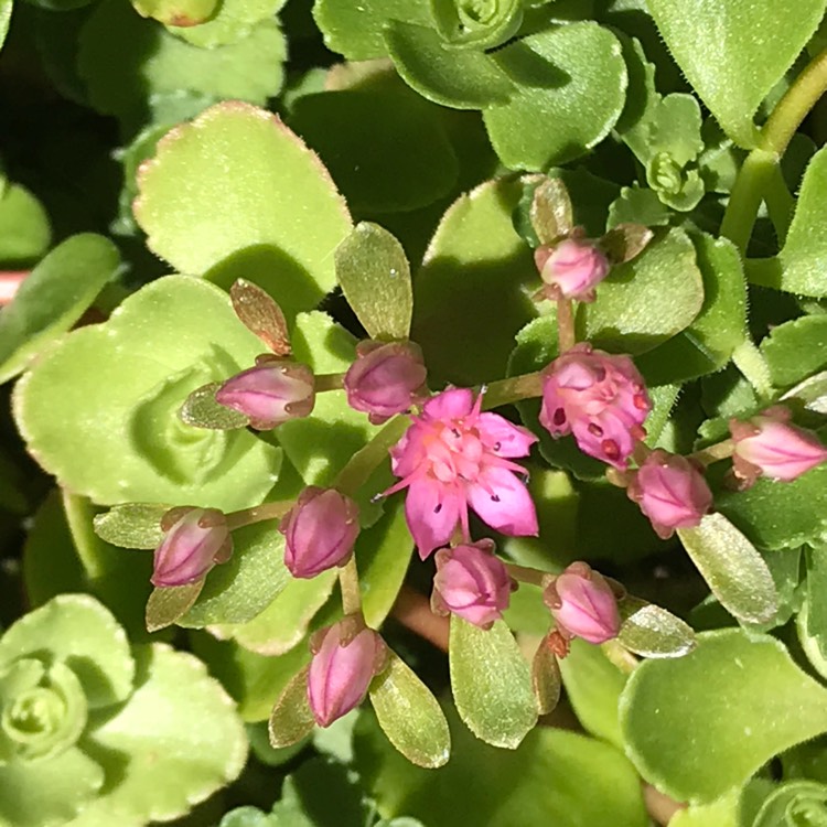 Plant image Sedum Spurium 'Red Carpet'