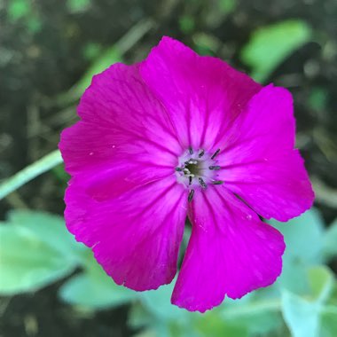 Lychnis coronaria syn. Agrostemma coronaria syn. Agrostemma tomentosum