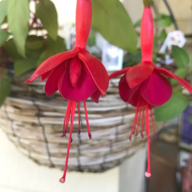 Plant image Fuchsia 'Marinka'