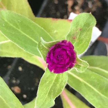 Gomphrena globosa 'Pink Zazzle'