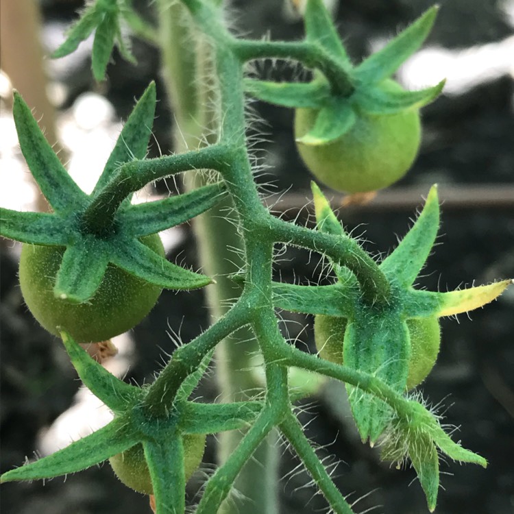 Plant image Solanum Lycopersicum 'Sunbaby'