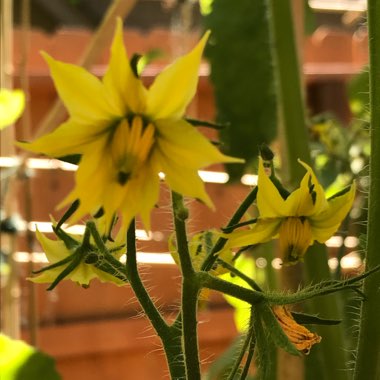 Solanum lycopersicum 'Pruden's Purple'