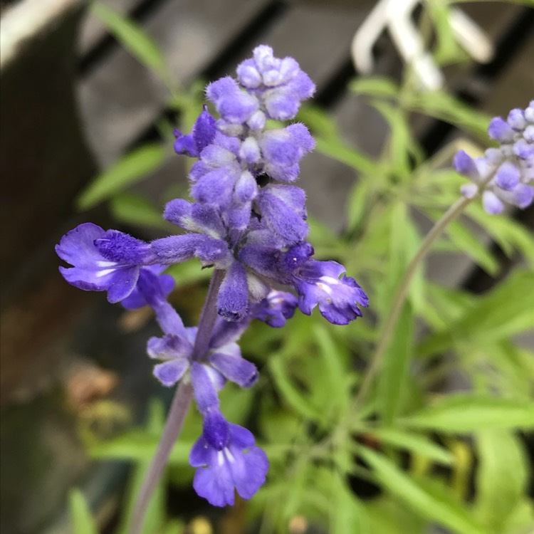 Plant image Salvia farinacea 'Blue Bedder'