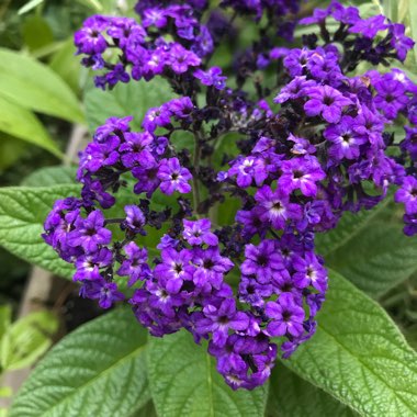 Heliotropium arborescens