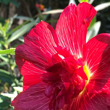 Alcea rosea  syn. Althaea rosea