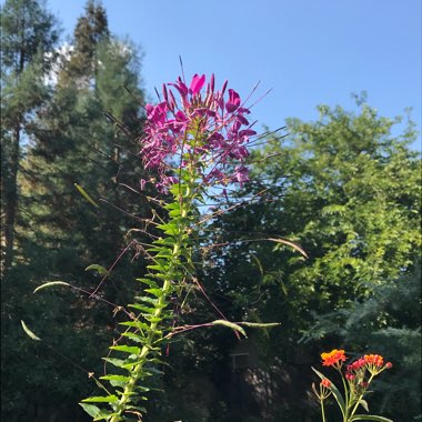 Cleome