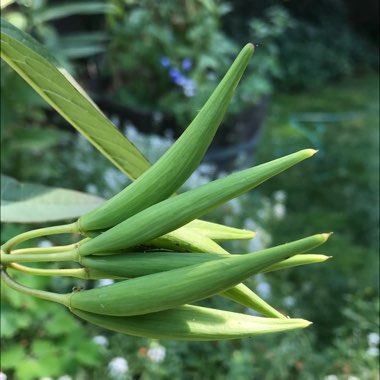 Asclepias