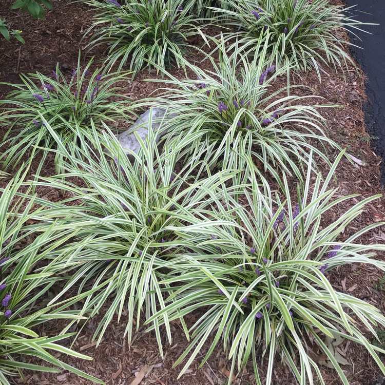 Plant image Liriope muscari 'Variegata'