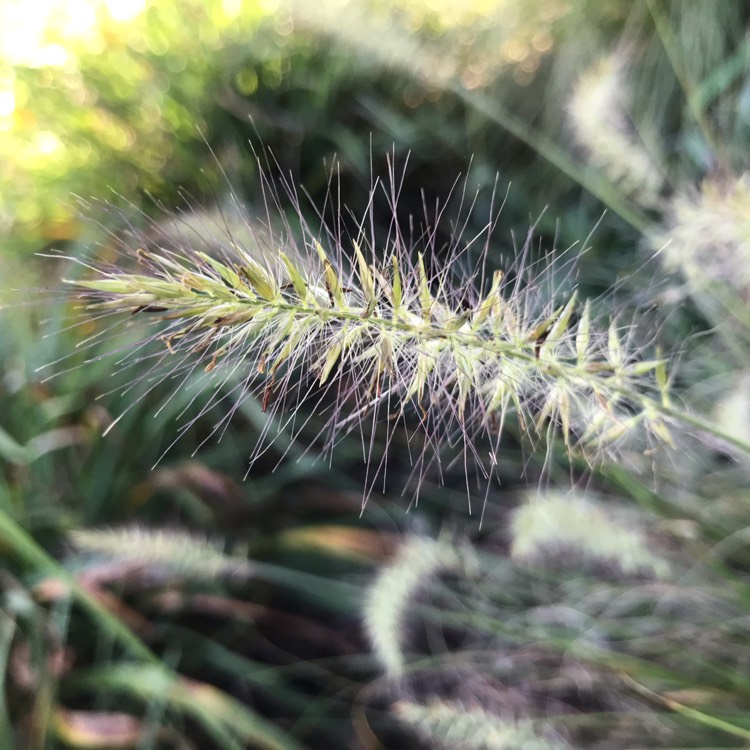 Plant image Pennisetum alopecuroides