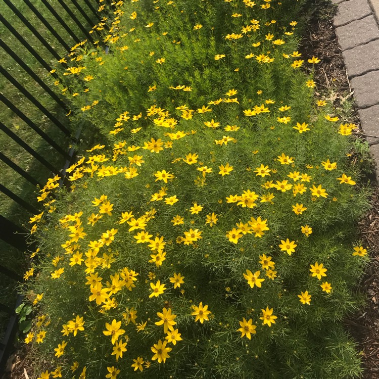 Plant image Coreopsis verticillata 'Zagreb'