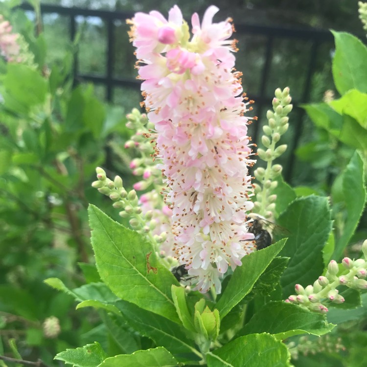 Plant image Clethra alnifolia 'Ruby Spice'