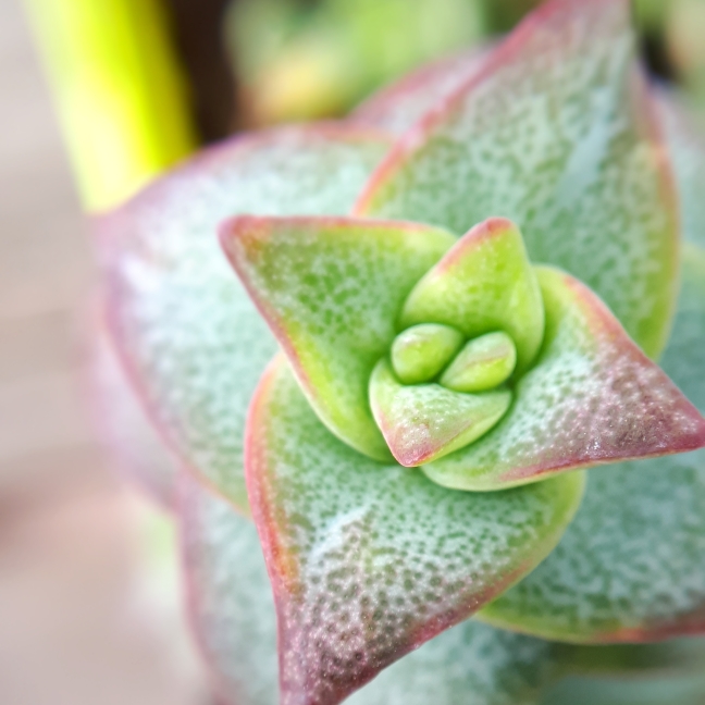 Plant image Crassula Rupestris subsp. Commutata