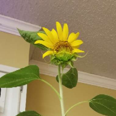 Helianthus annuus 'Russian Giant'