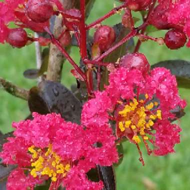 Lagerstroemia