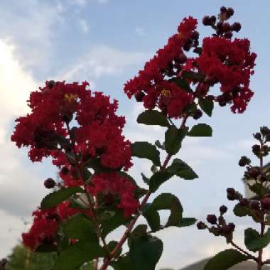 Lagerstroemia