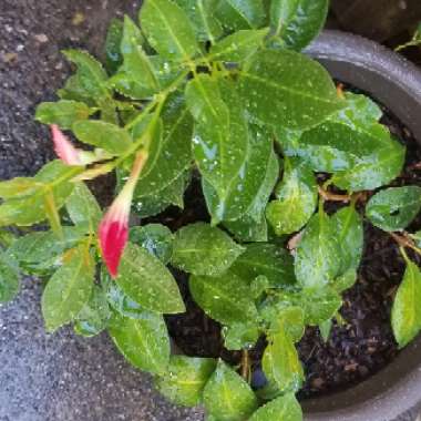 Mandevilla 'Sunmandecrim' syn. Mandevilla 'Sun Parasol Crimson', Mandevilla 'Sundaville Red'