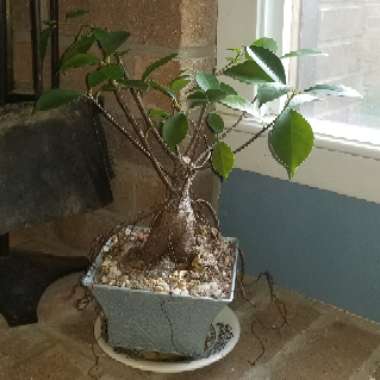 Ficus formosana (Bonsai)