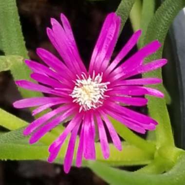 Lampranthus