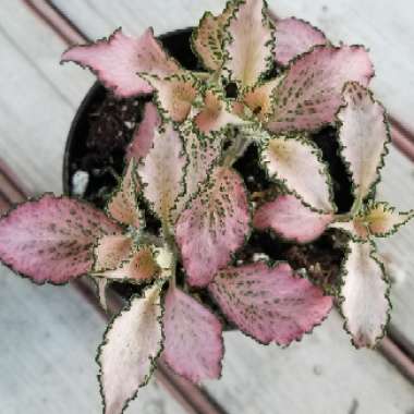 Fittonia Albivenis  'Frankie'