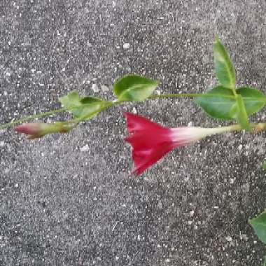 Mandevilla 'Sunmandecrim' syn. Mandevilla 'Sun Parasol Crimson', Mandevilla 'Sundaville Red'