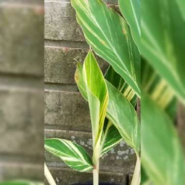 Alpinia zerumbet 'Variegata'