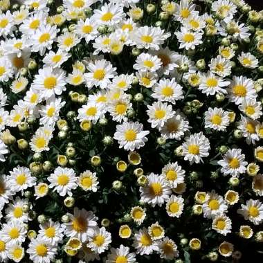 Chrysanthemum Paludosum 'Chalet'