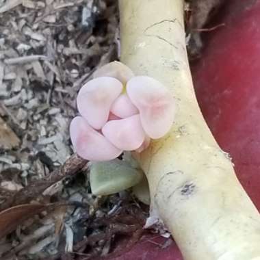 Graptopetalum Paraguayense subsp. Paraguayense