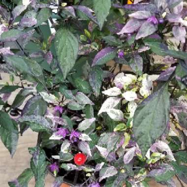 Capsicum Annuum 'Purple Flash'