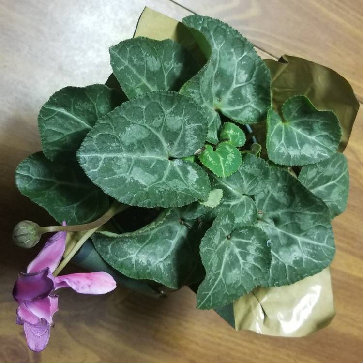 Plant image Cyclamen persicum